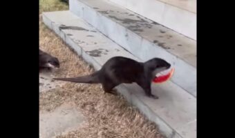 スイカの美味しさに感激？カワウソたちのリアクションがかわいすぎる！！【海外・動画】