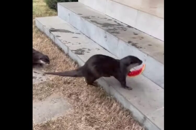 スイカの美味しさに感激？カワウソたちのリアクションがかわいすぎる！！【海外・動画】