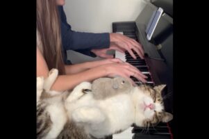 鍵盤を枕にして眠るネコ。起きた理由は真隣りの演奏ではなかった！？【海外・動画】