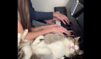 鍵盤を枕にして眠るネコ。起きた理由は真隣りの演奏ではなかった！？【海外・動画】