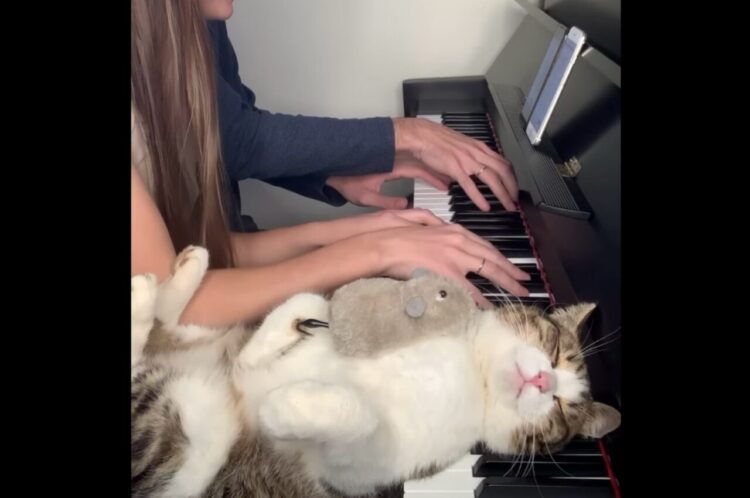鍵盤を枕にして眠るネコ。起きた理由は真隣りの演奏ではなかった！？【海外・動画】