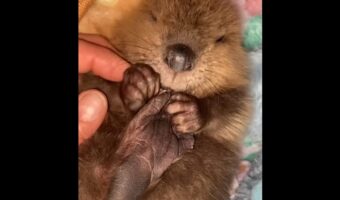 「これ、なぁに??」初めて自分のあんよを発見したビーバーの赤ちゃん。そのリアクションがかわいすぎる!【アメリカ・動画】