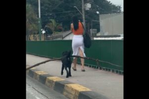 前方に歩行者が！長い木の枝をくわえて歩くイヌが咄嗟に取った行動が賢い！【海外・動画】