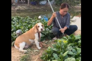 ビーグル犬の背中はすべり台？絶妙なカーブをヨウムが繰り返し滑り下りて遊んでいる！【海外・動画】