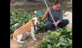ビーグル犬の背中はすべり台?絶妙なカーブをヨウムが繰り返し滑り下りて遊んでいる!【海外・動画】