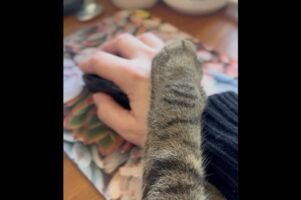 「もうお仕事はおしまい」って言いたいの？パソコン作業中の飼い主さんにかわいくストップをかけるネコ【アメリカ・動画】