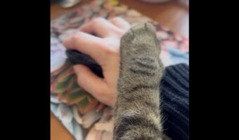 「もうお仕事はおしまい」って言いたいの？パソコン作業中の飼い主さんにかわいくストップをかけるネコ【アメリカ・動画】