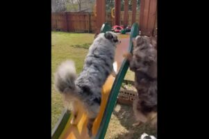 すべり台を駆け上がりたいけどツルッ！オーストラリアンシェパードは攻略できるかな？【アメリカ・動画】
