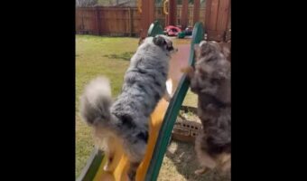 すべり台を駆け上がりたいけどツルッ！オーストラリアンシェパードは攻略できるかな？【アメリカ・動画】