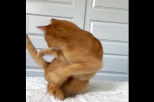 ニャにかいる？ネコが必死で追いかける相手は・・自分のしっぽ！？【アメリカ・動画】