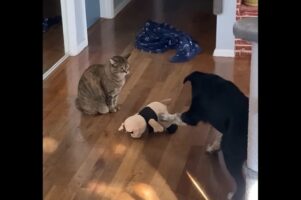 「取ってもいいですか？」ネコの機嫌をうかがいながらぬいぐるみに手を伸ばすイヌ【アメリカ・動画】