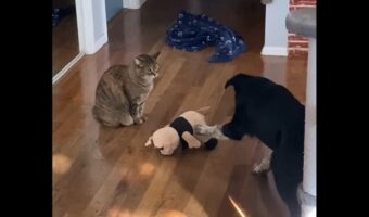 「取ってもいいですか？」ネコの機嫌をうかがいながらぬいぐるみに手を伸ばすイヌ【アメリカ・動画】
