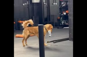 ジムでサポートと思いきや・・。やんちゃなゴールデンレトリバーはペットボトルの水をこぼしながら走り回る！！【海外・動画】