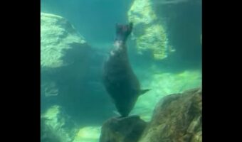 ぐるぐるぐるぐる!アザラシが岩の上でキレキレのスピンをしている!?【アメリカ・動画】