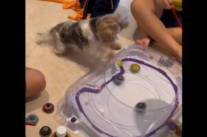 白熱のバトルに子犬は大興奮！激しくぶつかり合う盤上の勝負に熱狂！！【海外・動画】