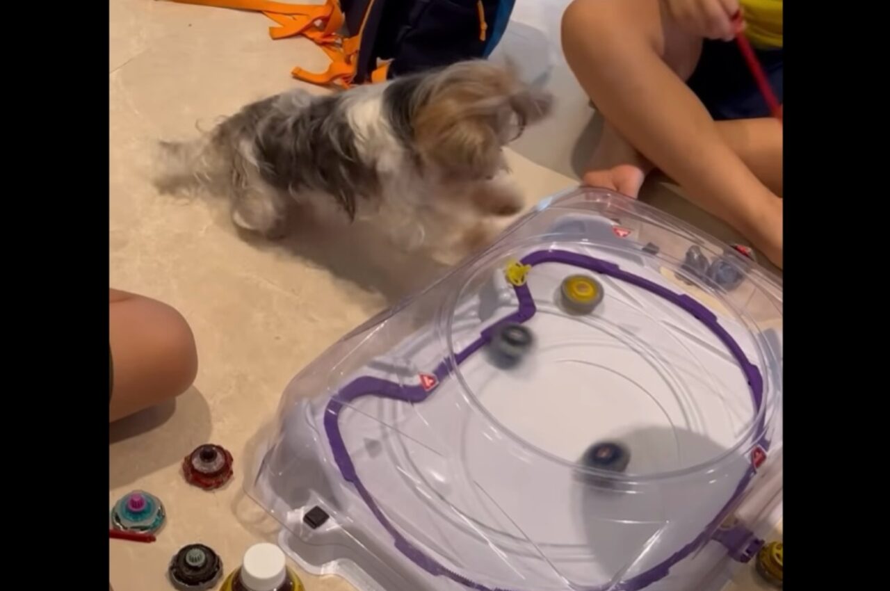 白熱のバトルに子犬は大興奮!激しくぶつかり合う盤上の勝負に熱狂!!【海外・動画】