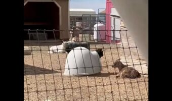 カタツムリ？ヤドカリ？・・違う！ヤギだ！！殻のようなものを背負って歩くヤギ【アメリカ・動画】