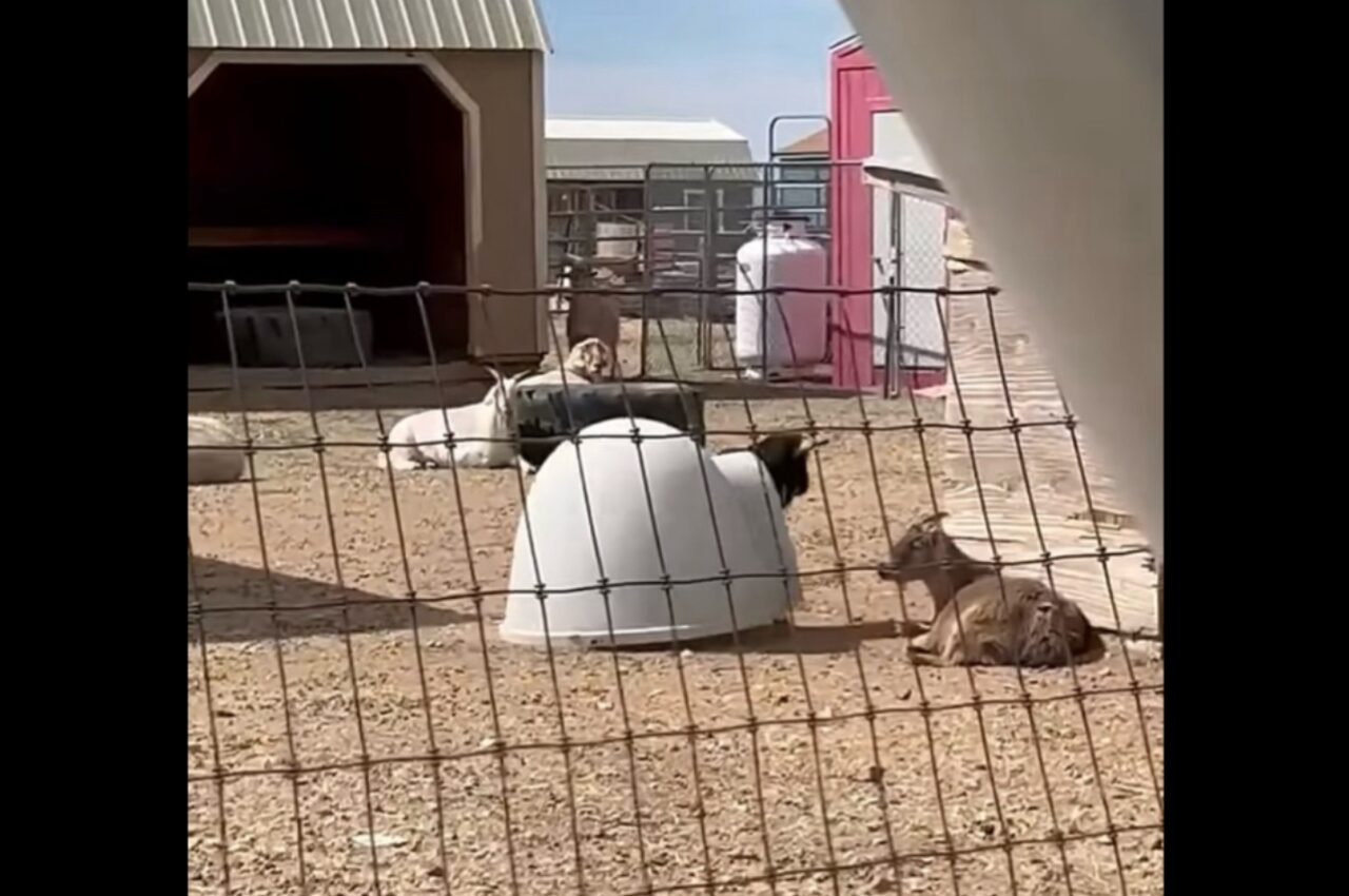 カタツムリ?ヤドカリ?・・違う!ヤギだ!!殻のようなものを背負って歩くヤギ【アメリカ・動画】