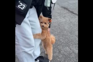 パパさんの足にぎゅ～っ！後ろ足で立って抱きつくイヌがかわいすぎる！！【アメリカ・動画】