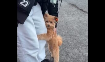 パパさんの足にぎゅ～っ！後ろ足で立って抱きつくイヌがかわいすぎる！！【アメリカ・動画】