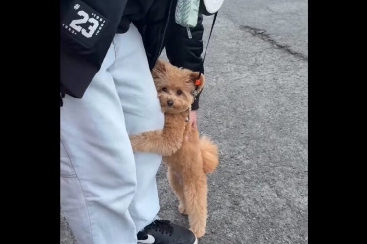 パパさんの足にぎゅ～っ！後ろ足で立って抱きつくイヌがかわいすぎる！！【アメリカ・動画】