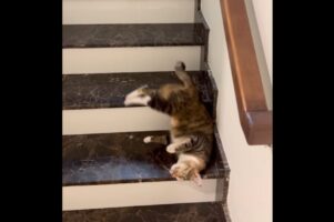 液体すぎるネコ。水が伝うように階段をスルスルと流れる姿が衝撃的！！【海外・動画】