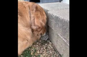 ゴールデンレトリバーはベビーシッター？小さな存在を優しく見守る姿にキュン【アメリカ・動画】