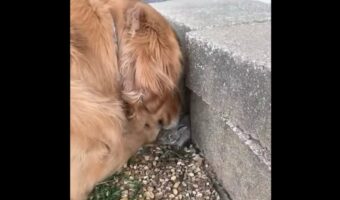 ゴールデンレトリバーはベビーシッター？小さな存在を優しく見守る姿にキュン【アメリカ・動画】