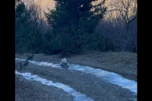 愛犬が湧き水を飲もうと小川に足を踏み入れたら・・。流された！？いや、滑りだした！？【海外・動画】
