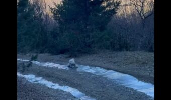 愛犬が湧き水を飲もうと小川に足を踏み入れたら・・。流された！？いや、滑りだした！？【海外・動画】