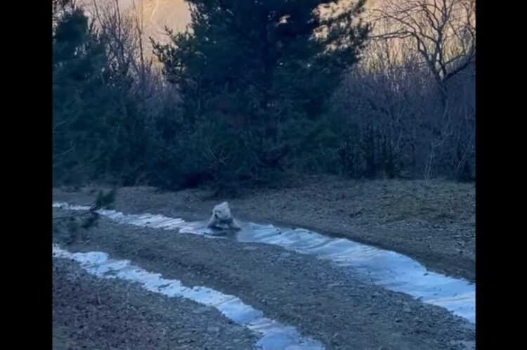 愛犬が湧き水を飲もうと小川に足を踏み入れたら・・。流された！？いや、滑りだした！？【海外・動画】