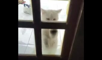 猛烈な「入れて」アピール!お家に入りたいネコは怒涛の勢いでドアを叩く!叩く!!【海外・ドア】