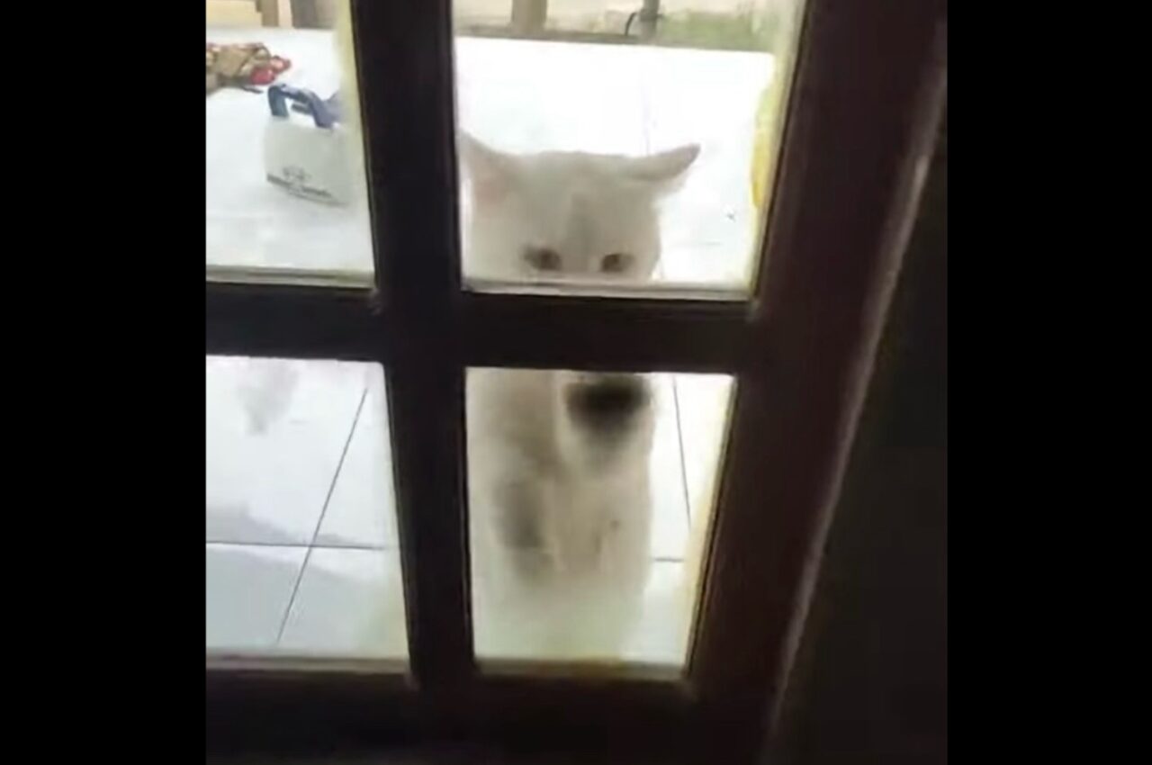 猛烈な「入れて」アピール!お家に入りたいネコは怒涛の勢いでドアを叩く!叩く!!【海外・ドア】