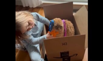 みじろぎひとつしない。美容師になりきる女の子のためにお客さん役を演じるネコ‗【アメリカ・動画】