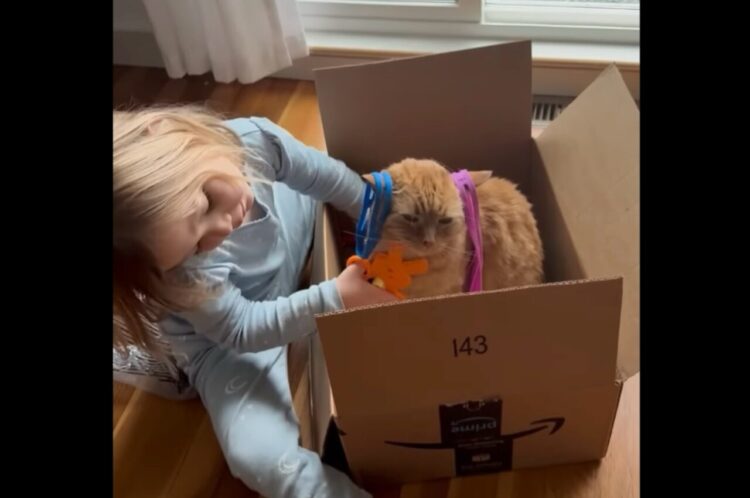 みじろぎひとつしない。美容師になりきる女の子のためにお客さん役を演じるネコ‗【アメリカ・動画】