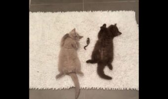 たくさん遊んでいっぱい寝て。はしゃぎ疲れた子猫たちがそっくりなポーズで仲良くお昼寝中！【海外・動画】