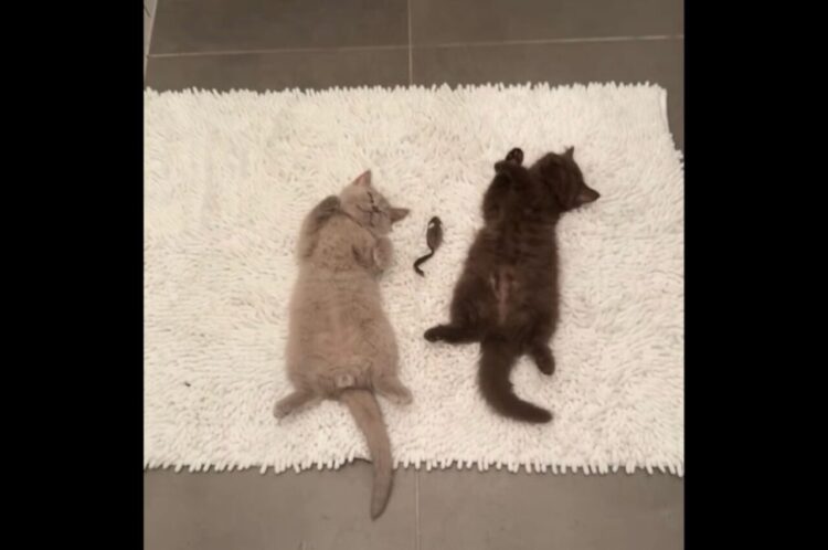 たくさん遊んでいっぱい寝て。はしゃぎ疲れた子猫たちがそっくりなポーズで仲良くお昼寝中！【海外・動画】