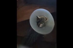 階段に四苦八苦！エリザベスカラーをつけたネコは階段をのぼりたい【海外・動画】