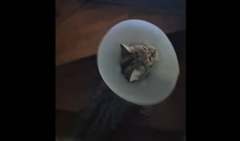 階段に四苦八苦!エリザベスカラーをつけたネコは階段をのぼりたい【海外・動画】