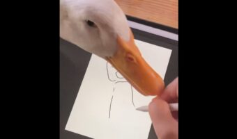アヒルが絵を描くのを阻む?指を突く様子に「自分も絵を描きたいのかなぁ」「共同作業になってる」