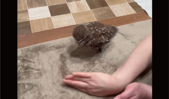 飼い主さんの手を追うフクロウがかわいすぎる！「おててが好きなんだね」「かわいすぎる！」