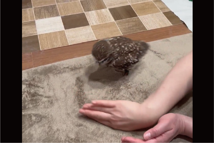 飼い主さんの手を追うフクロウがかわいすぎる！「おててが好きなんだね」「かわいすぎる！」