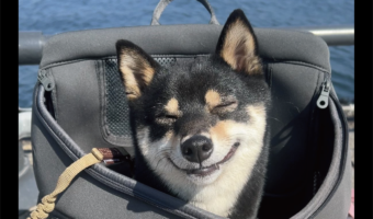 柴犬の満面の笑みがかわいいと反響「めっちゃいい笑顔」「お気に入りのバッグ・イン」
