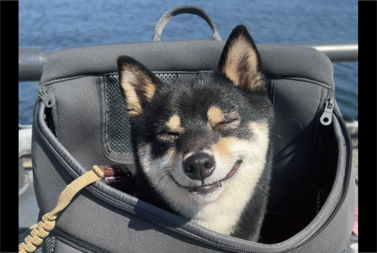 柴犬の満面の笑みがかわいいと反響「めっちゃいい笑顔」「お気に入りのバッグ・イン」
