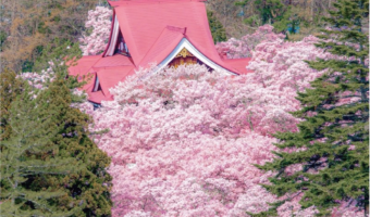 絶景!高遠城址公園の桜景色が美しすぎると話題「儚くも力強い、生命の輝きを感じます」「桜が溢れ出してる!」