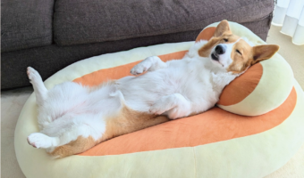 クッションの上でごろり。くつろぐコーギーに反響「良き夢を見てますね」「のんびりまったり」