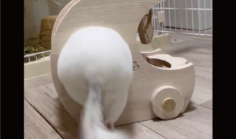 ぎゅうぅ〜ぽんっ！という音が聞こえてきそう！狭い穴を通り抜けるチンチラの後姿に反響「お尻がかわいい」「本当にぽんって音がしそう」