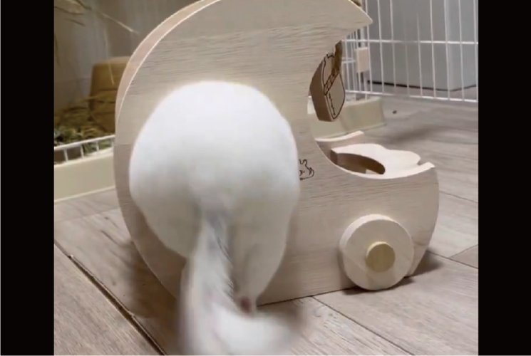 ぎゅうぅ〜ぽんっ！という音が聞こえてきそう！狭い穴を通り抜けるチンチラの後姿に反響「お尻がかわいい」「本当にぽんって音がしそう」