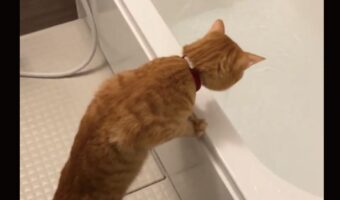 ネコはお風呂が気になる?まさかの四度見が話題に「漫画のような四度見でした」「もう一回くらいは見たそうだった」
