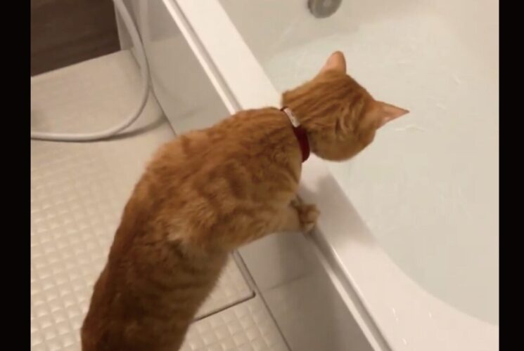 ネコはお風呂が気になる？まさかの四度見が話題に「漫画のような四度見でした」「もう一回くらいは見たそうだった」